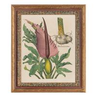 A Group of Five Framed Hand-Colored Botanical Engravings