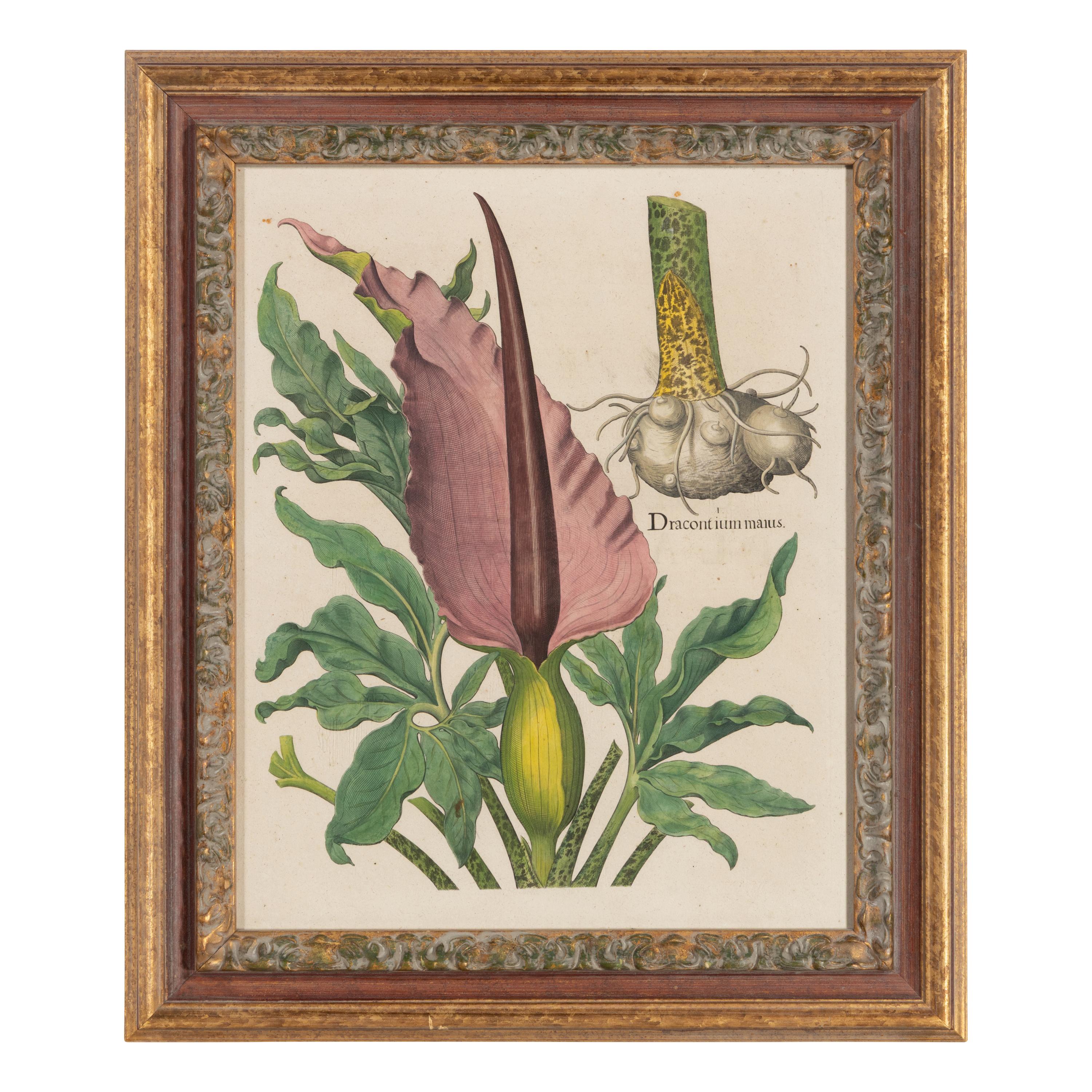 A Group of Five Framed Hand-Colored Botanical Engravings