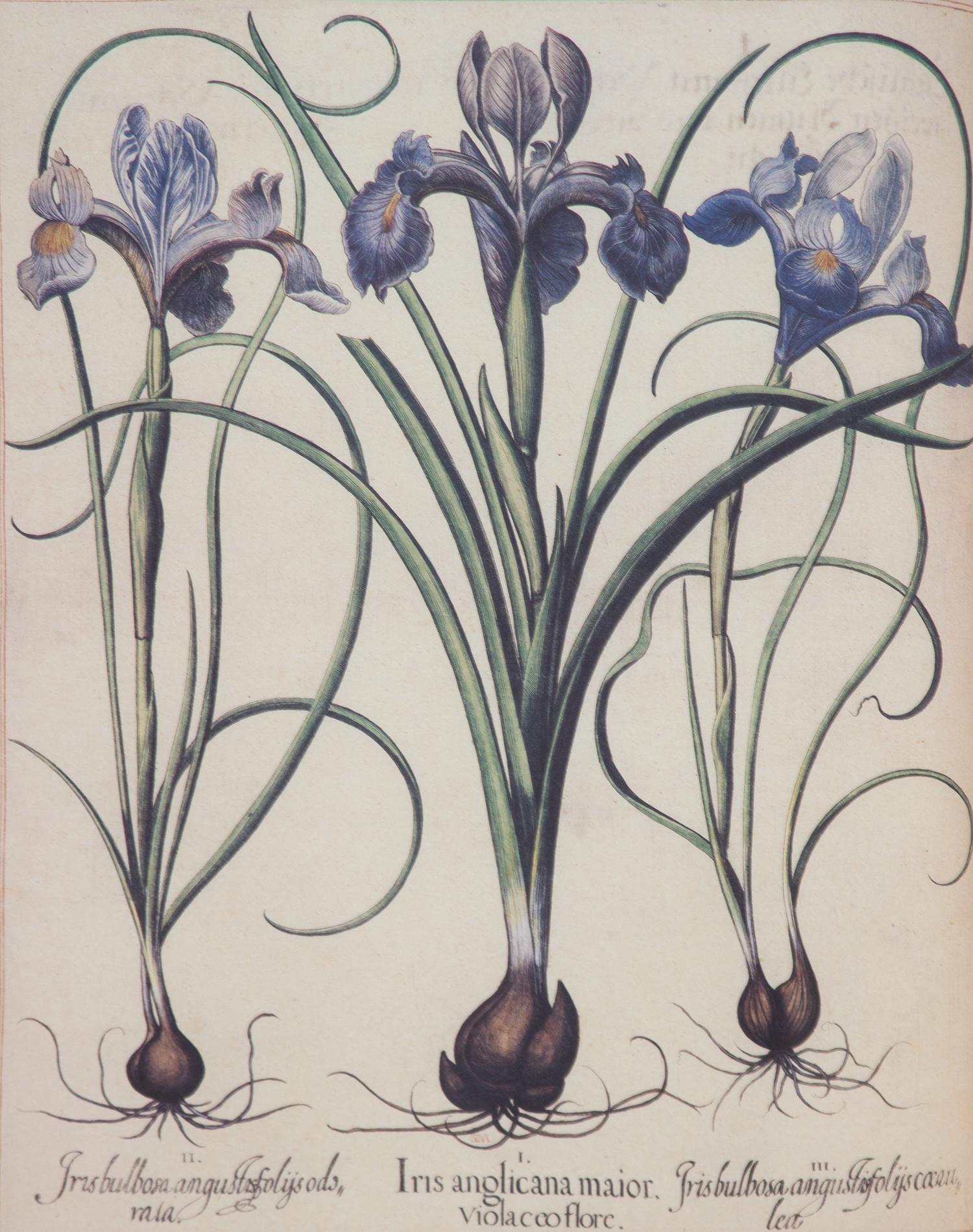 Three Gilt Framed Botanical Prints 14 x 11 inches. — 20TH CENTURY