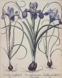 Three Gilt Framed Botanical Prints 14 x 11 inches. — 20TH CENTURY