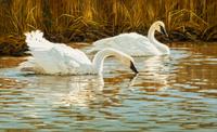 Flat Creek Duet
