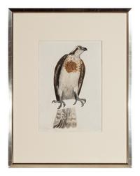 Female Osprey , 1820