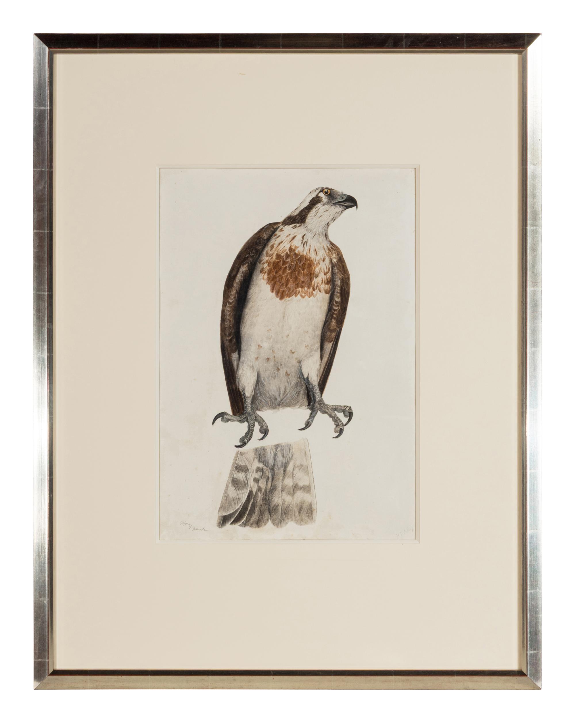 Female Osprey , 1820