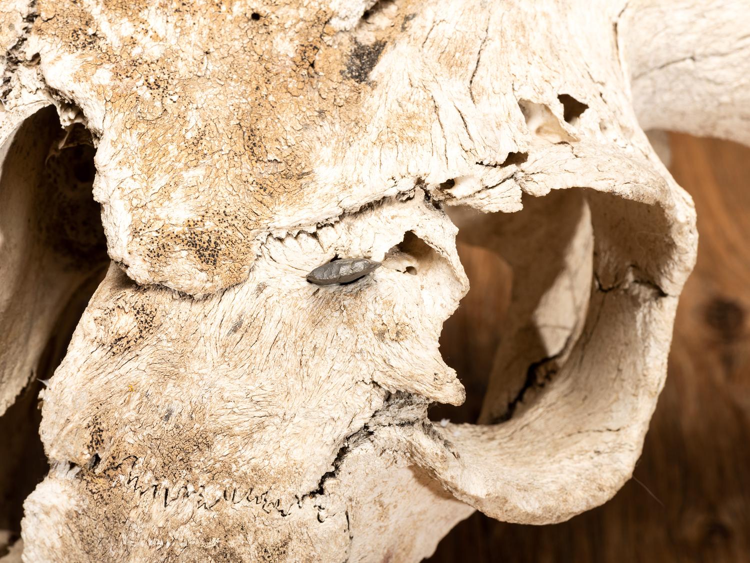 Buffalo Skull, with Arrowhead