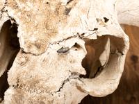 Buffalo Skull, with Arrowhead