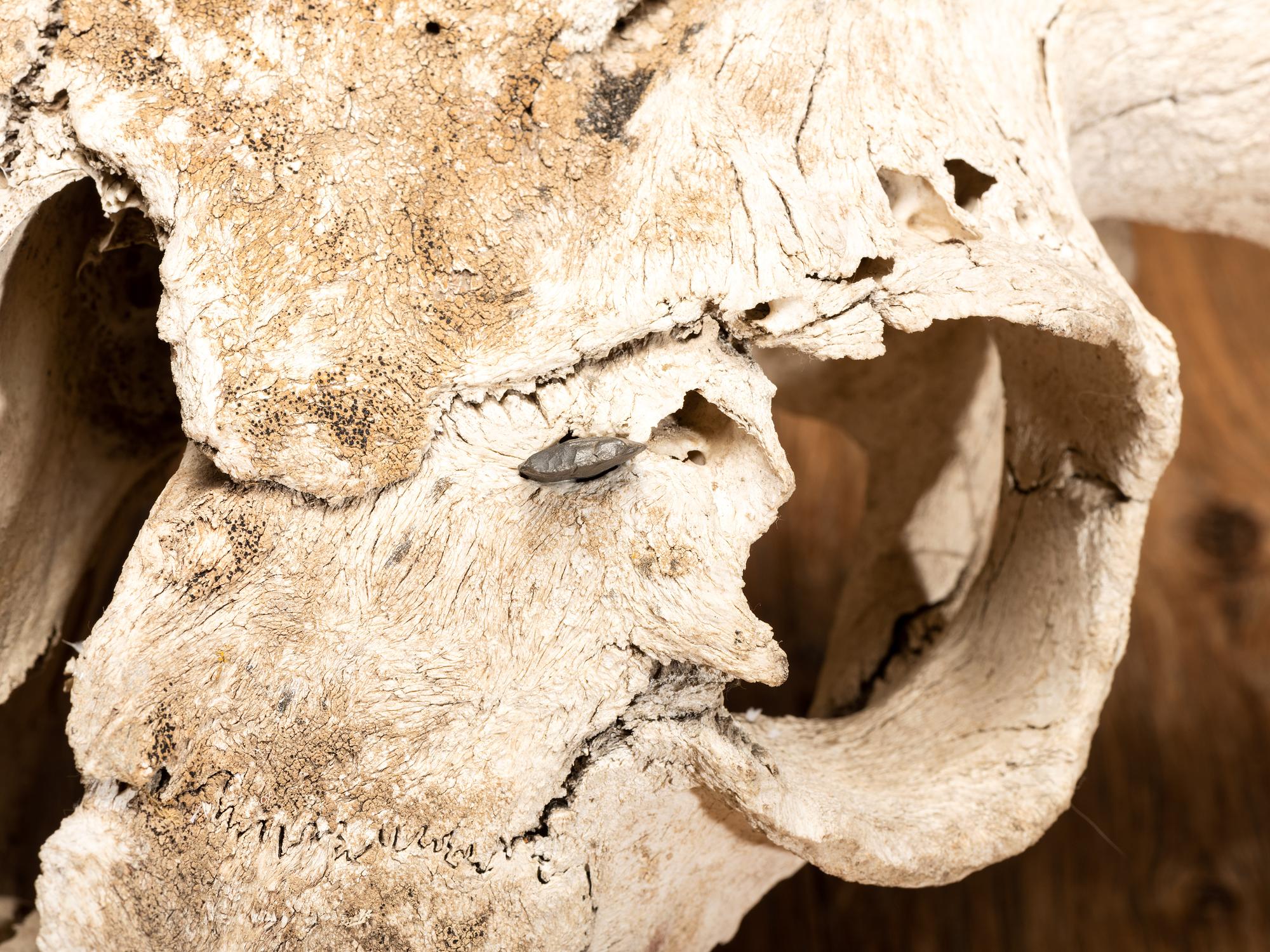 Buffalo Skull, with Arrowhead