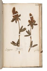 [SPECIMEN ALBUM]. JEANPIERRE, Sebastien. "Catalogue General de toutes les plantes mises pau Lettre alphabetique fait pau Sebastien Jeanpierre Garcon apotiquaire chez Le sieu Dierson M. apotiquaire." Nancy, France, 1741.