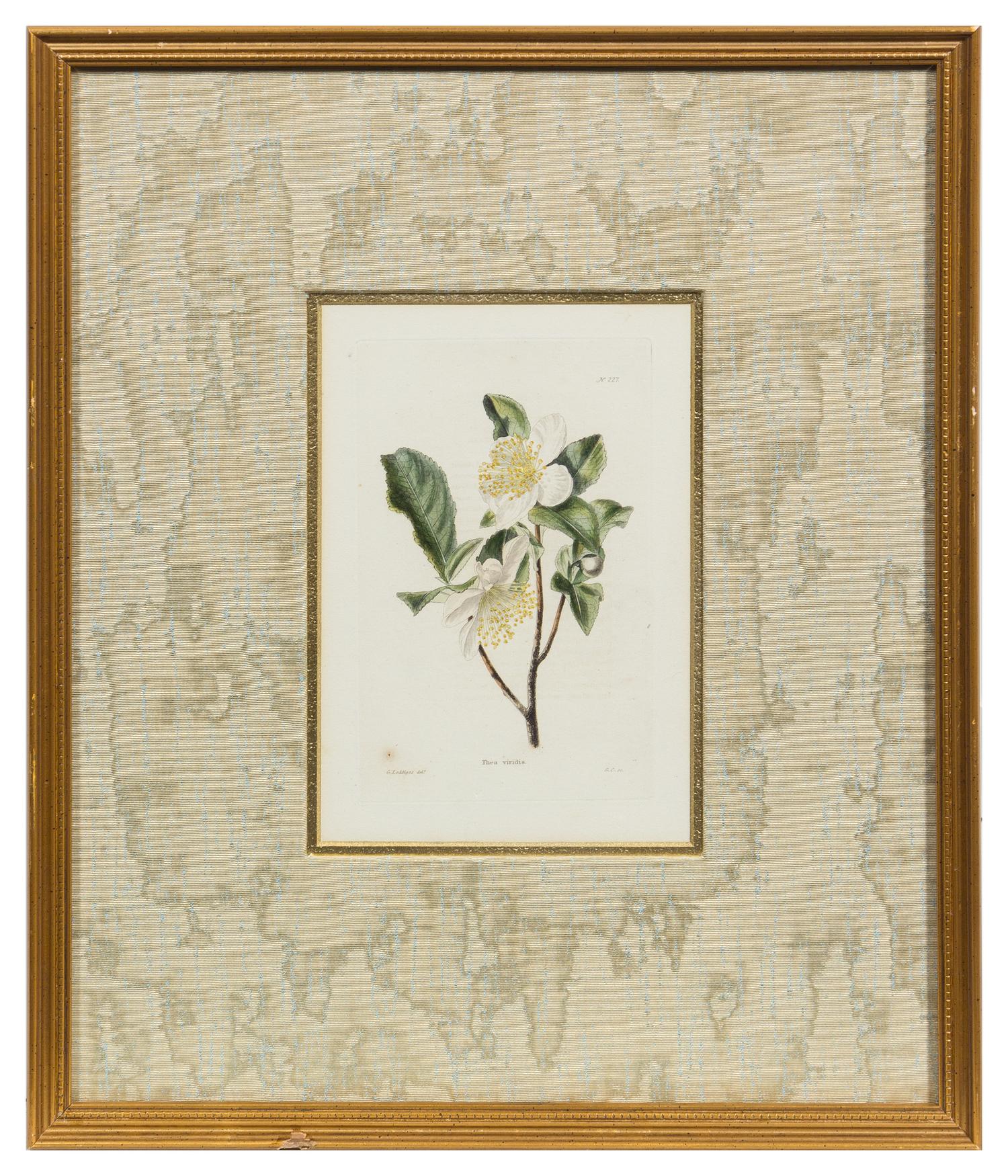 A Group of Six Hand Colored Floral Engravings Each 7 1/2 x 5 inches (visible).