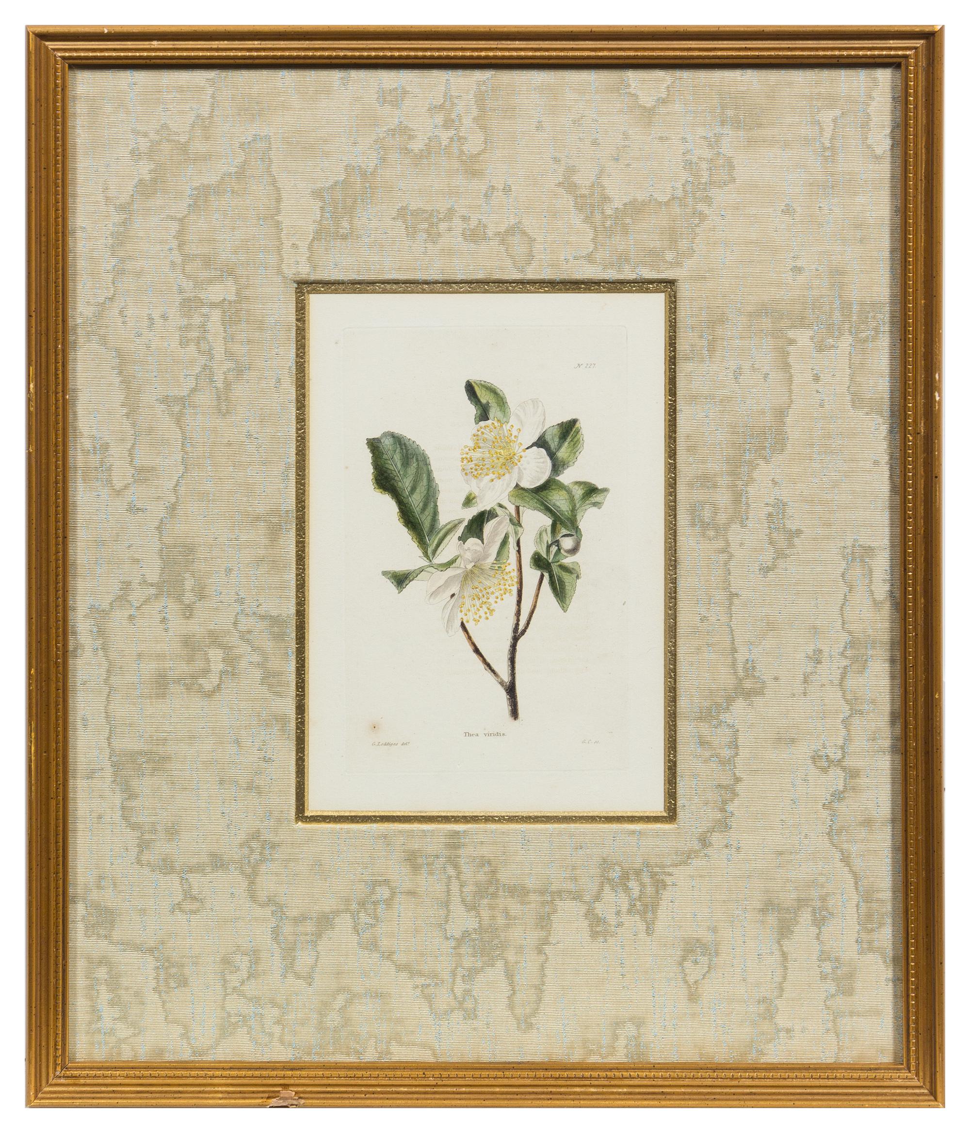A Group of Six Hand Colored Floral Engravings Each 7 1/2 x 5 inches (visible).