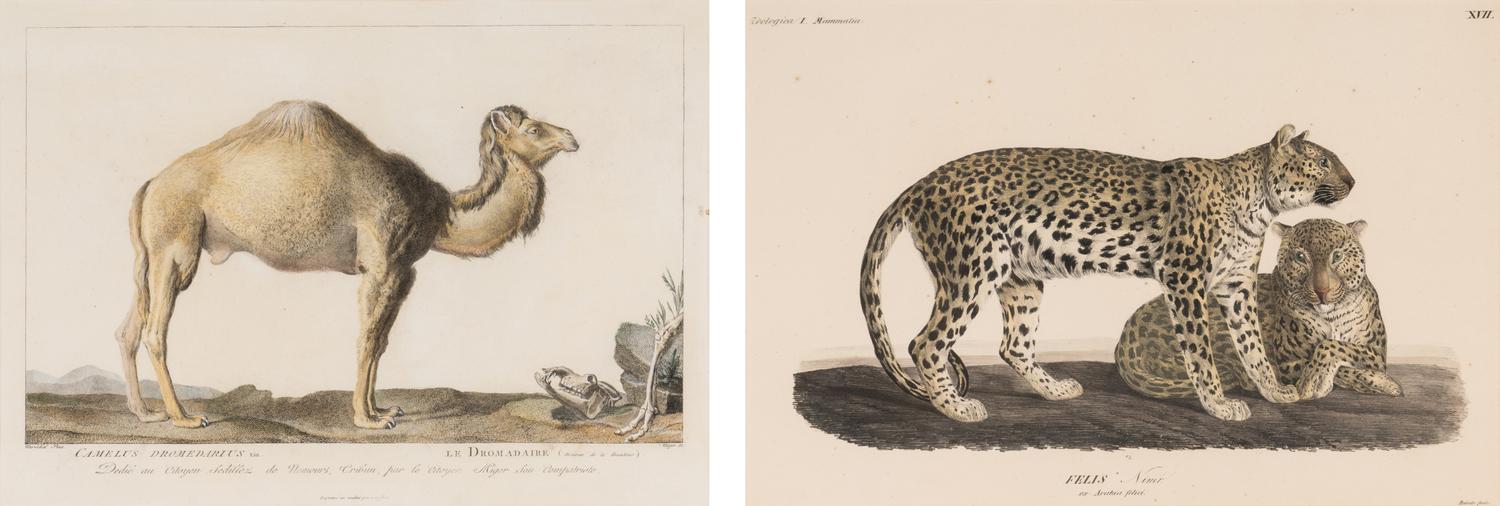 Two Printed Zoological Illustrations