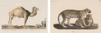 Two Printed Zoological Illustrations
