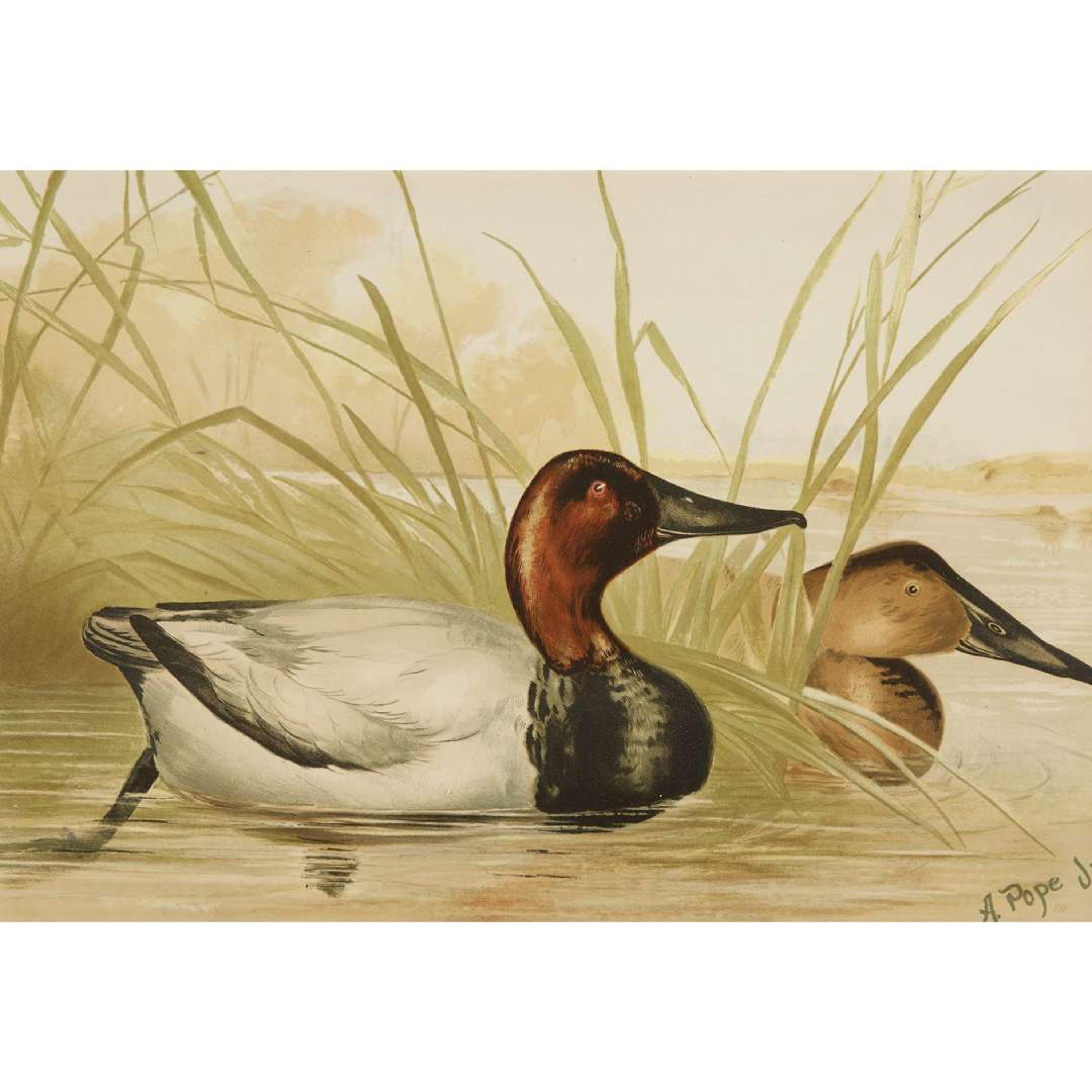 ALEXANDER POPE JUNIOR (AMERICAN 1849-1924) "BLACK DUCK" FROM UPLAND GAME BIRDS AND WATERFOWL OF THE UNITED STATES