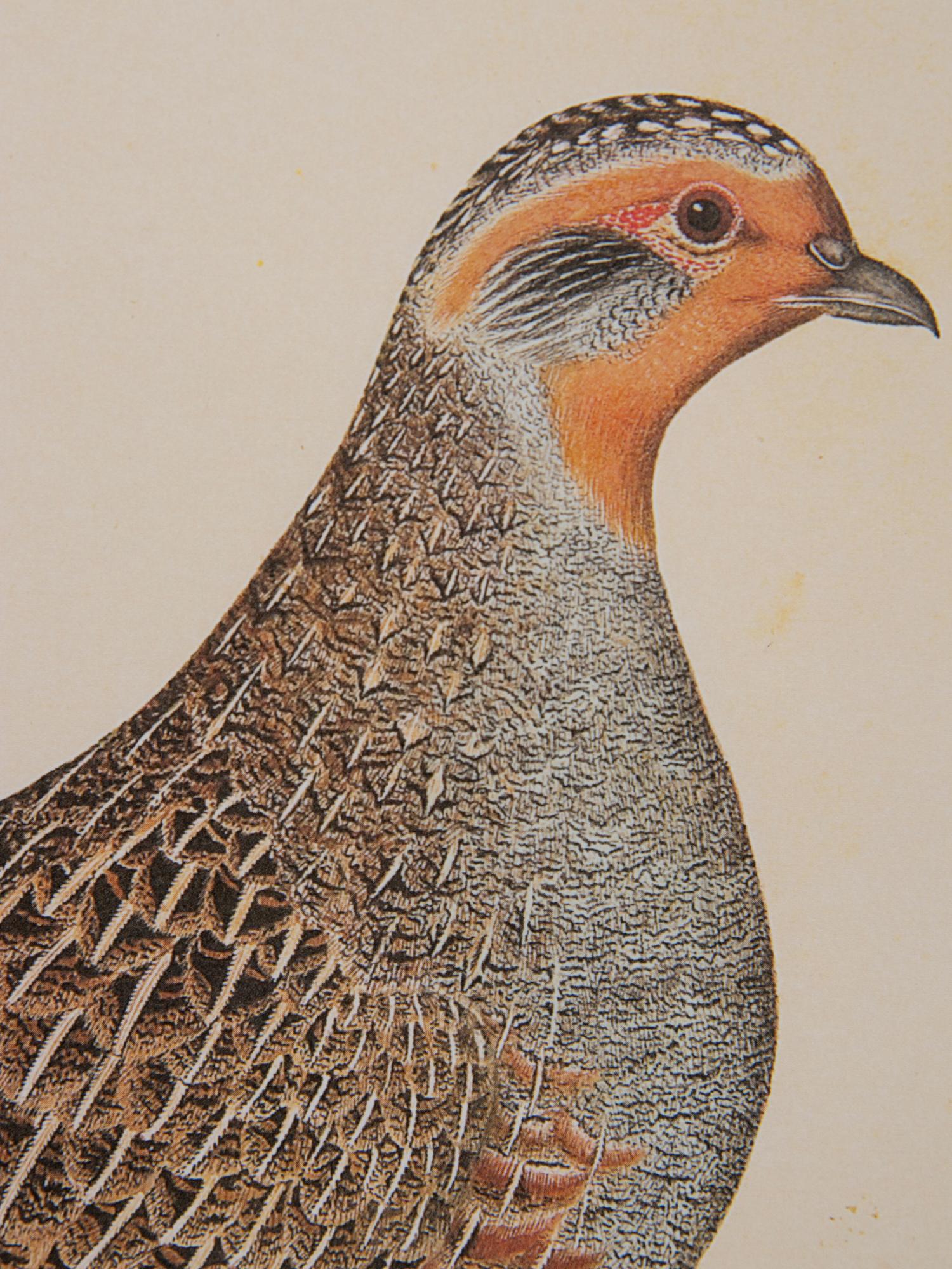 A Set of Five Modern Facsimiles of Engravings Depicting Birds of Prey