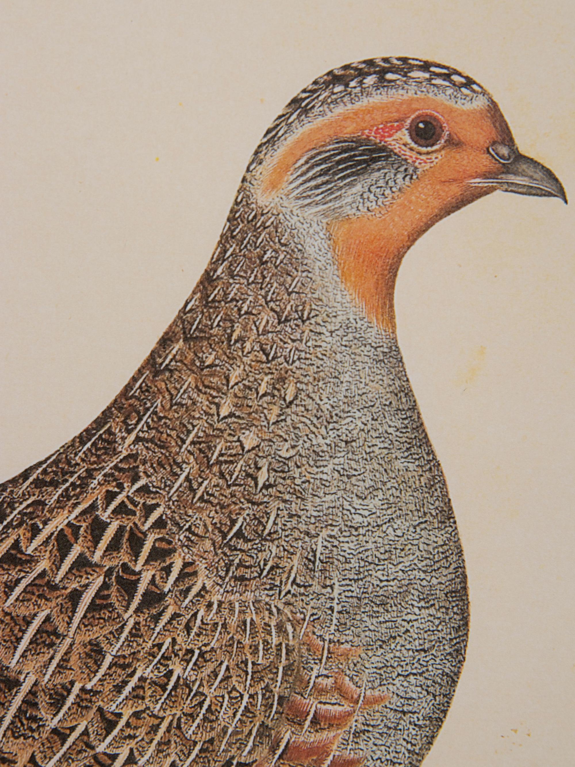 A Set of Five Modern Facsimiles of Engravings Depicting Birds of Prey