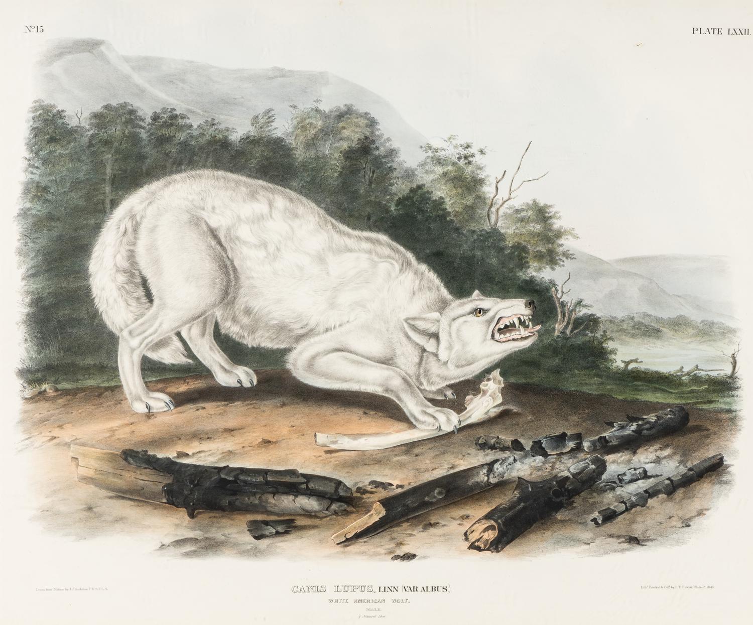 AUDUBON, John James (1785-1851) White American Wolf (Plate LXXII) Canis lupus