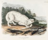 AUDUBON, John James (1785-1851) White American Wolf (Plate LXXII) Canis lupus