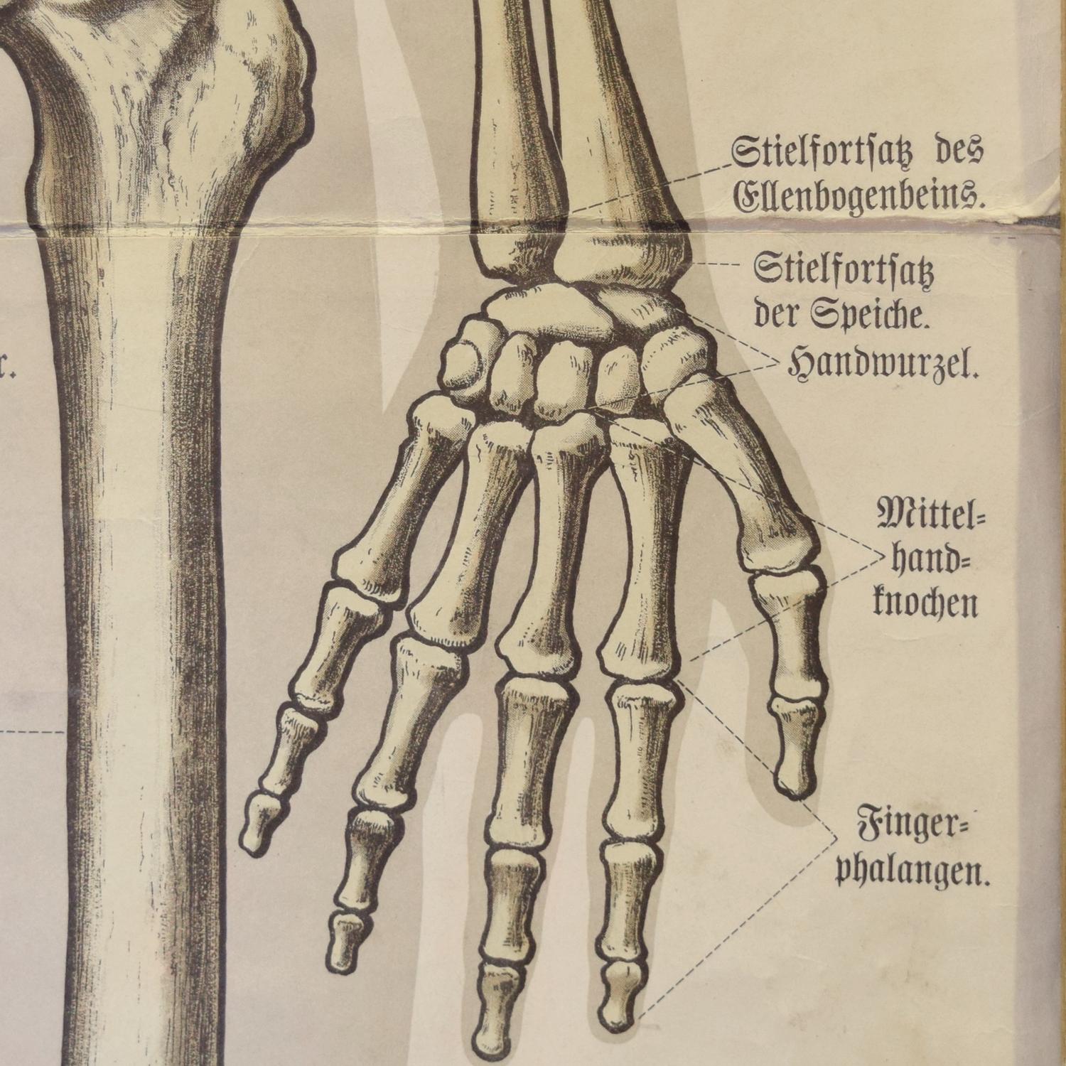 An Anatomy Chart by J.F. Schreiber 5" W x 1.5" D x 64" H — Germany, 19th Century