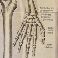 An Anatomy Chart by J.F. Schreiber 5" W x 1.5" D x 64" H — Germany, 19th Century