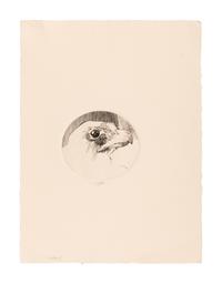 MOSER, Barry. Hawk. [ca 1980]. 376 x 280 mm. Etching. Signed and captioned in pencil.