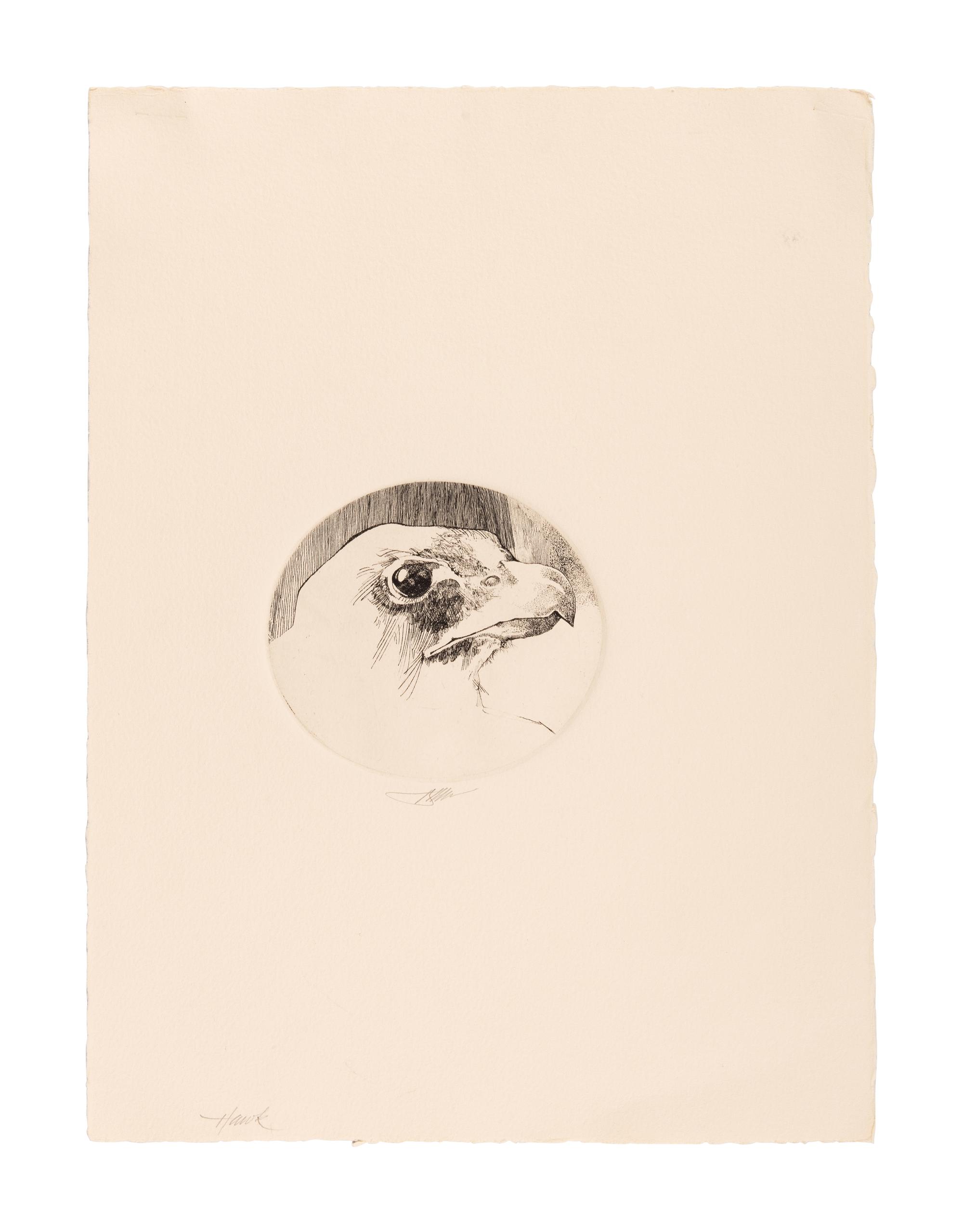 MOSER, Barry. Hawk. [ca 1980]. 376 x 280 mm. Etching. Signed and captioned in pencil.