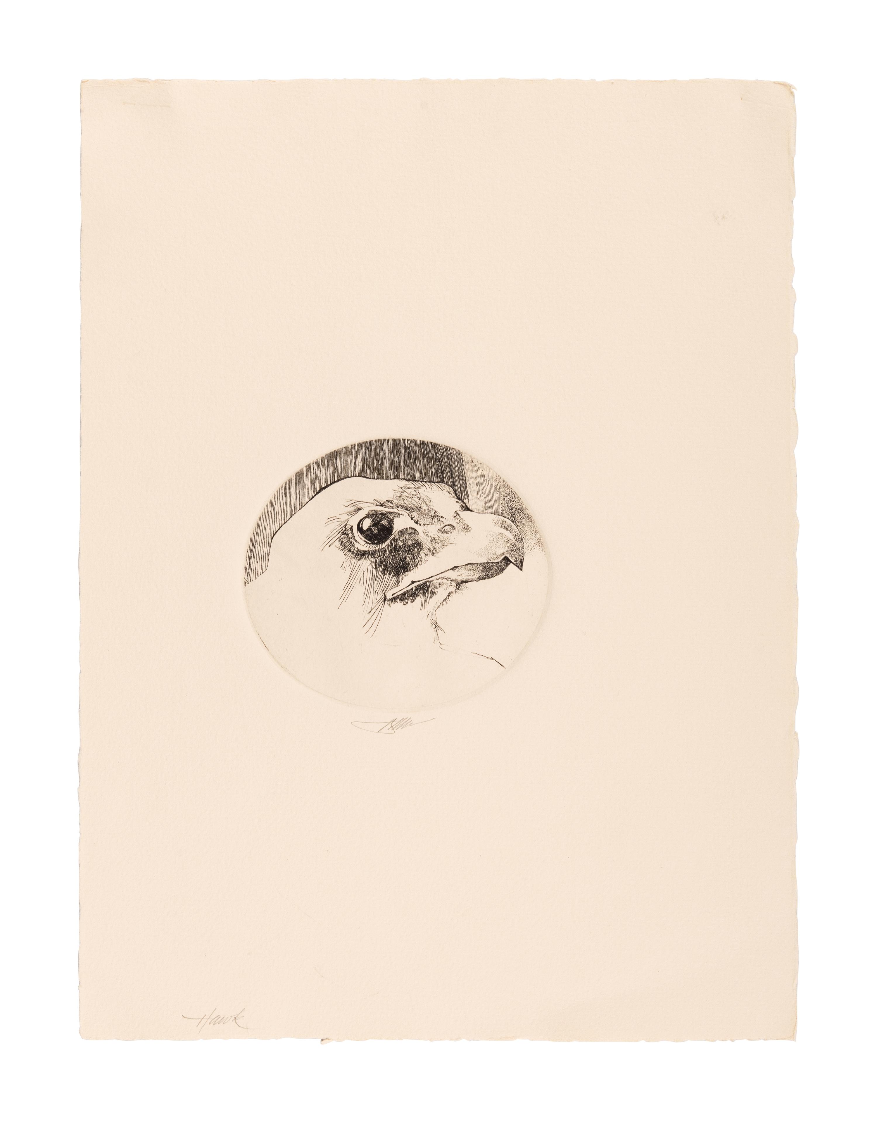 MOSER, Barry. Hawk. [ca 1980]. 376 x 280 mm. Etching. Signed and captioned in pencil.