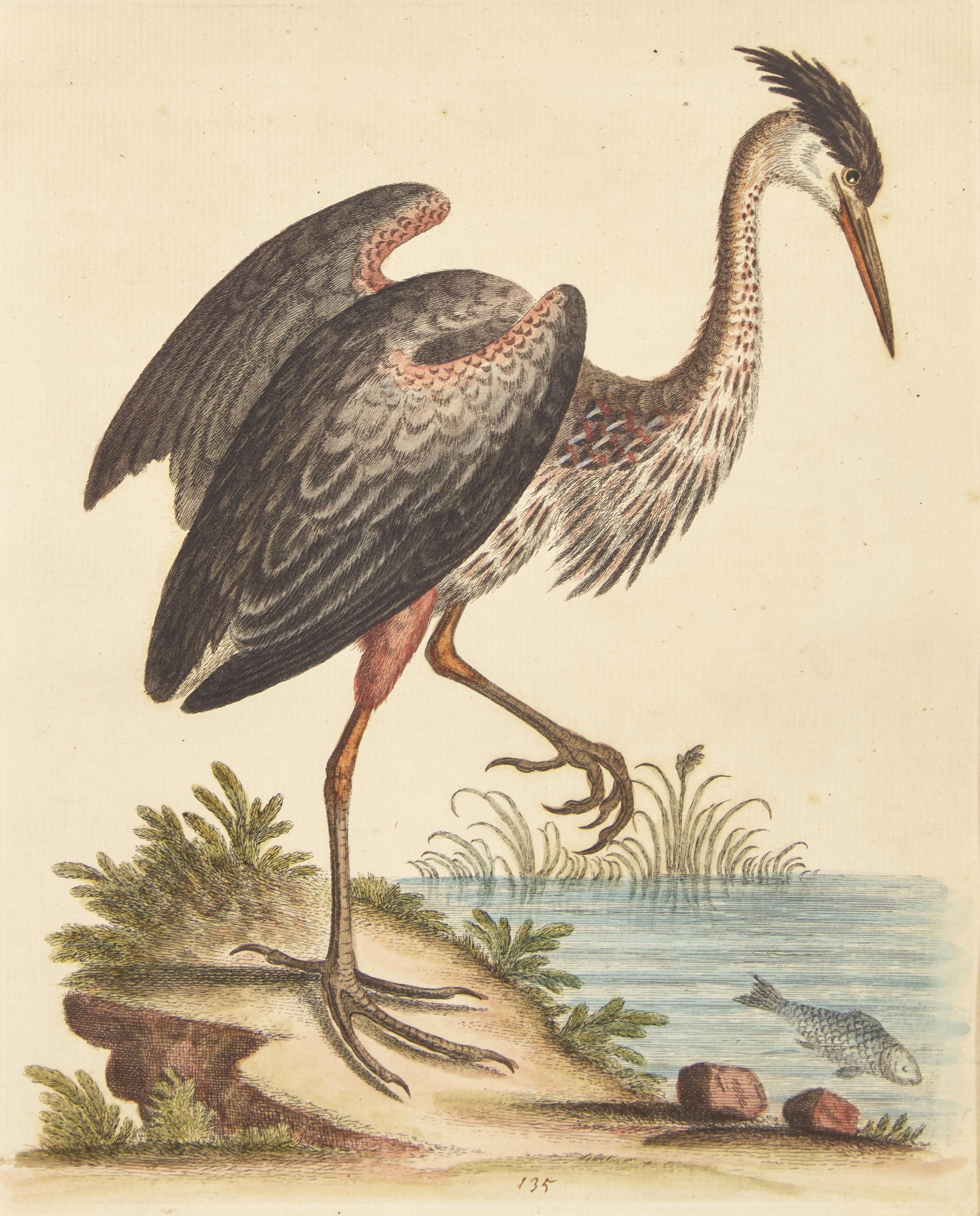George Edwards (English, 1694-1773), A Set of Twelve Framed Hand-Colored Engravings Depicting Various Birds