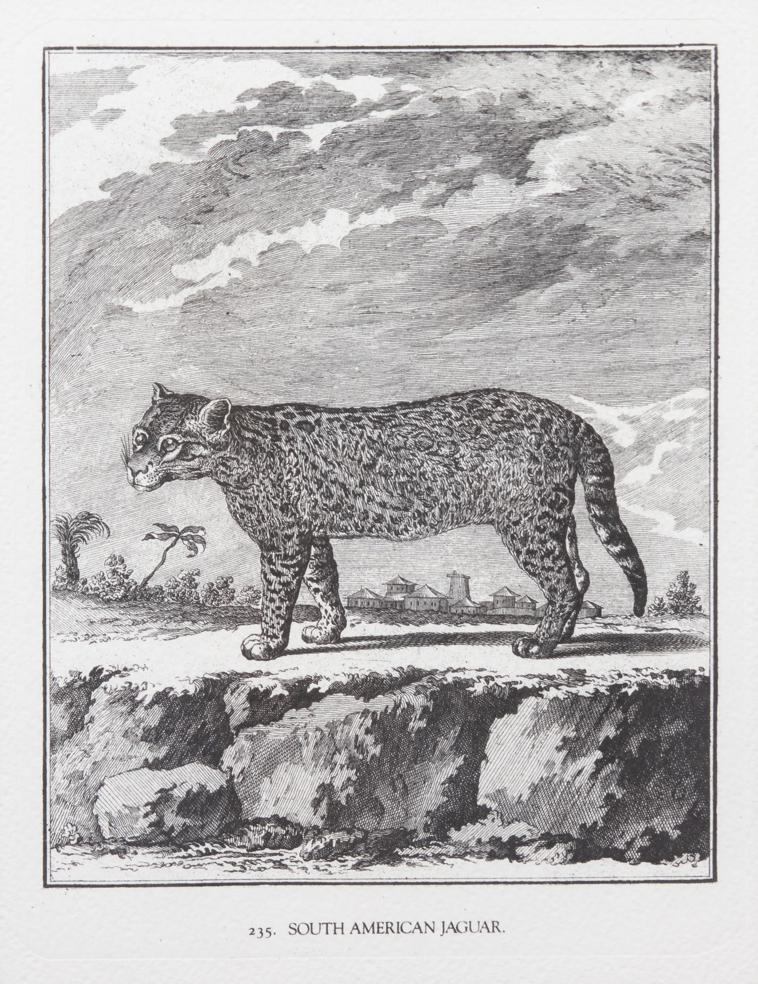 A Collection of Twenty Framed Black & White Animal Prints Framed size 21 3/4 x 19 1/2 inches. — 20TH CENTURY