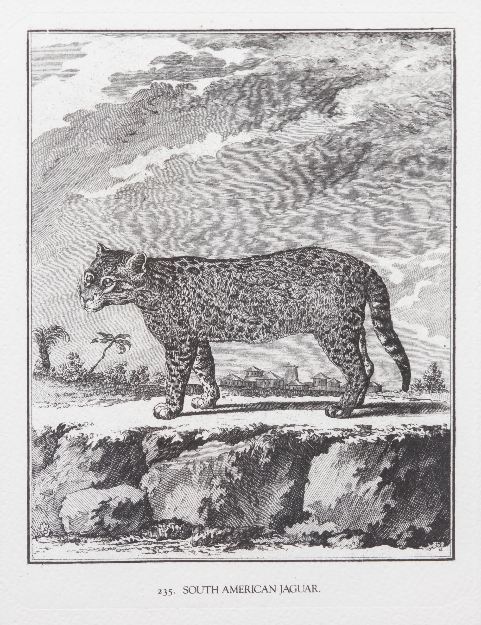 A Collection of Twenty Framed Black & White Animal Prints Framed size 21 3/4 x 19 1/2 inches. — 20TH CENTURY