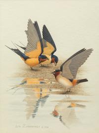 Group of Nine Works, American Bird Series, 1988