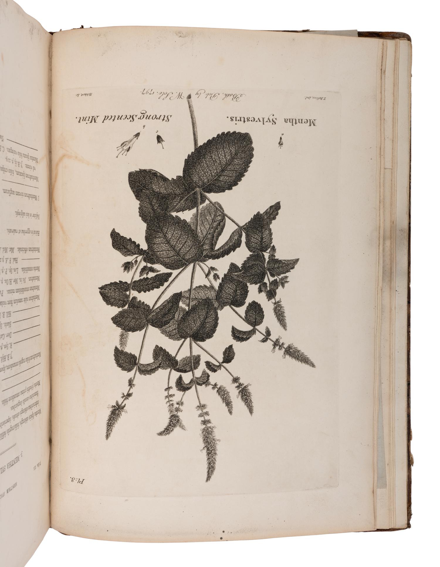 [NATURAL HISTORY - SPECIMEN ALBUMS]. A group of 15 albums of various plants. Circa 19th century.