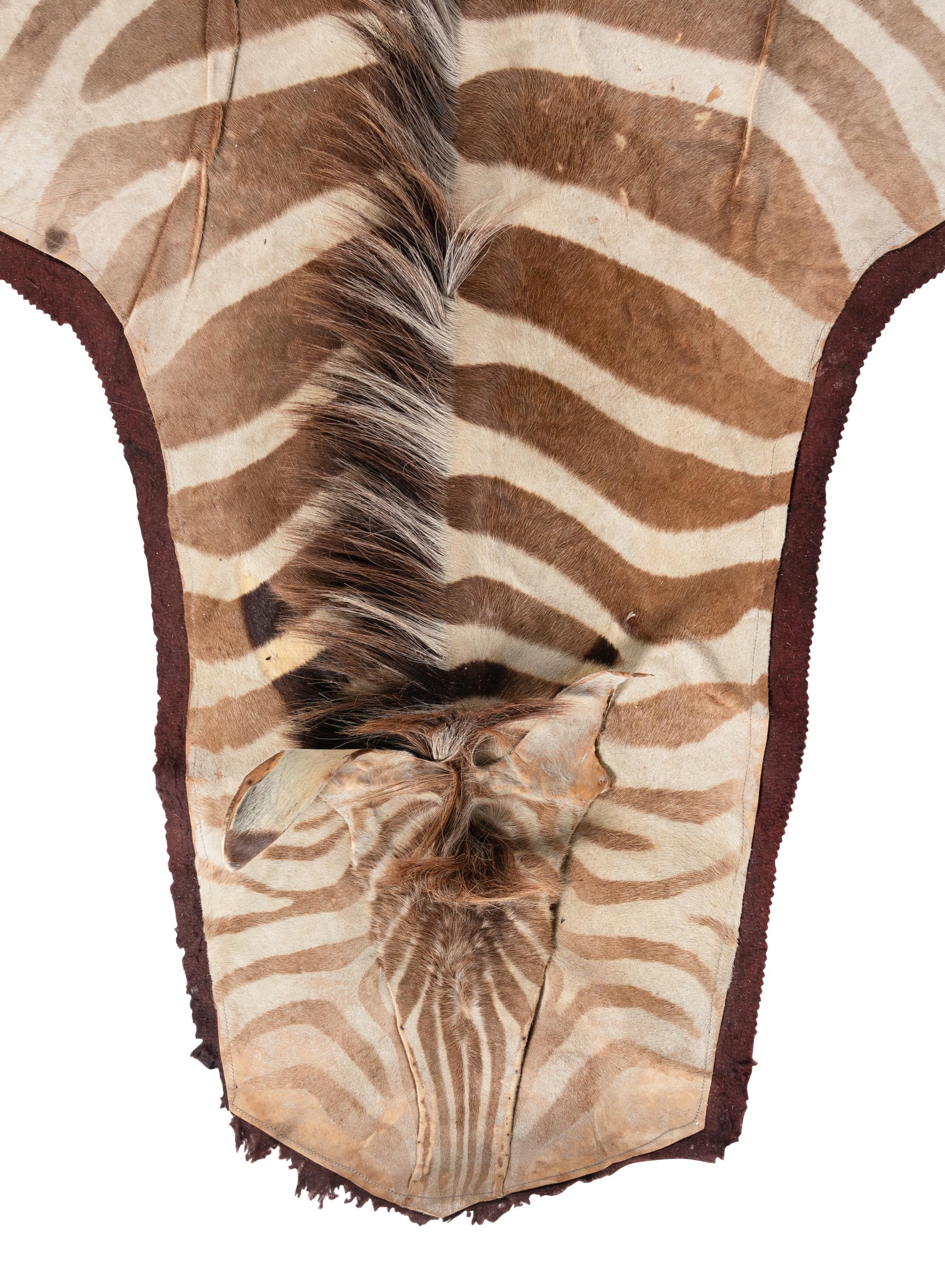 A Taxidermy Zebra Rug