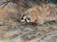 Badger