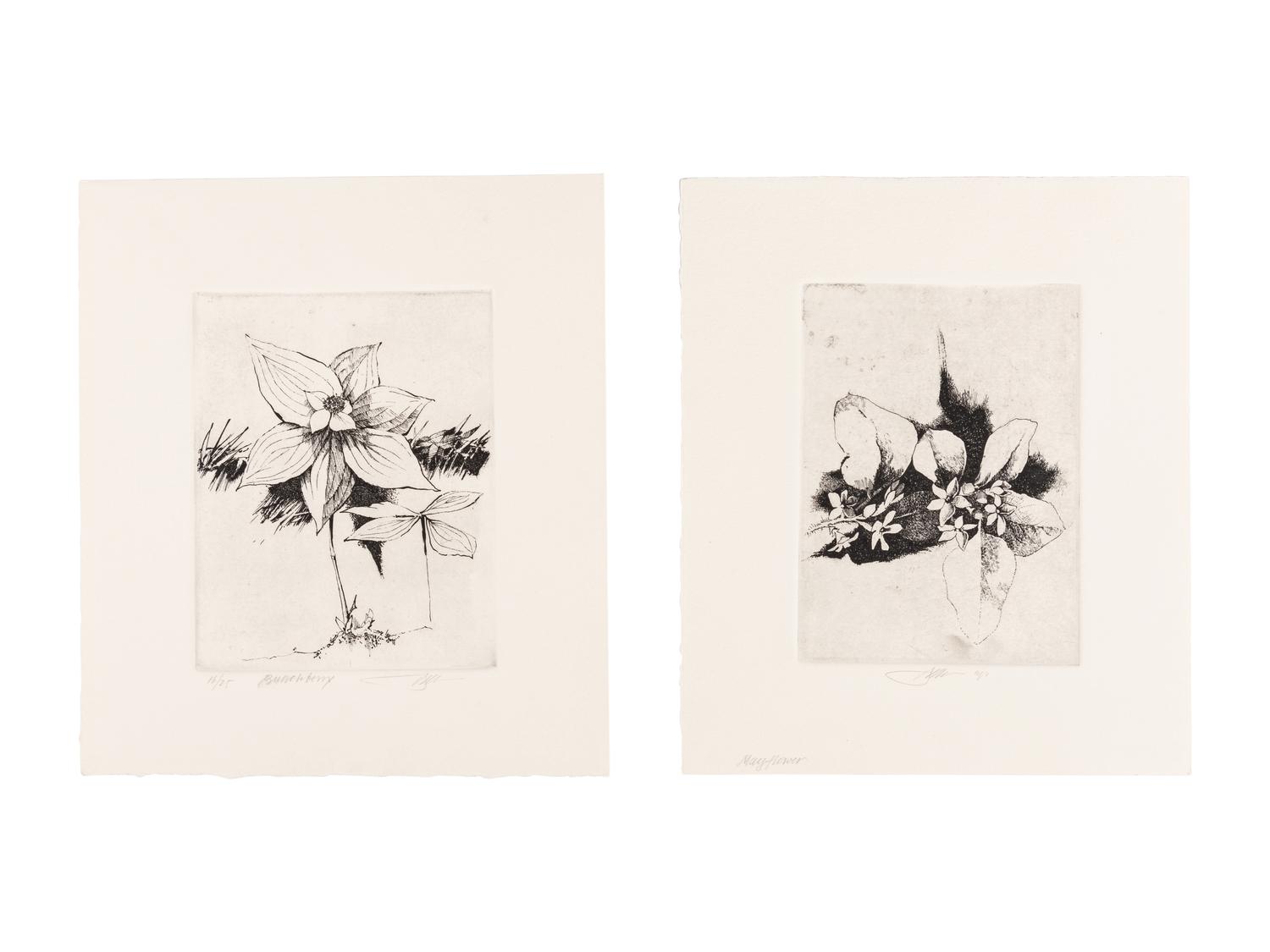 MOSER, Barry. Mayflower. [ca 1979]. 269 x 230 mm. Etching. Captioned and signed in pencil, designated artist’s proof (“ap”). — Bunchberry. [ca 1979]. 269 x 237 mm. Etching. Captioned and signed in pencil, numbered 16/25.