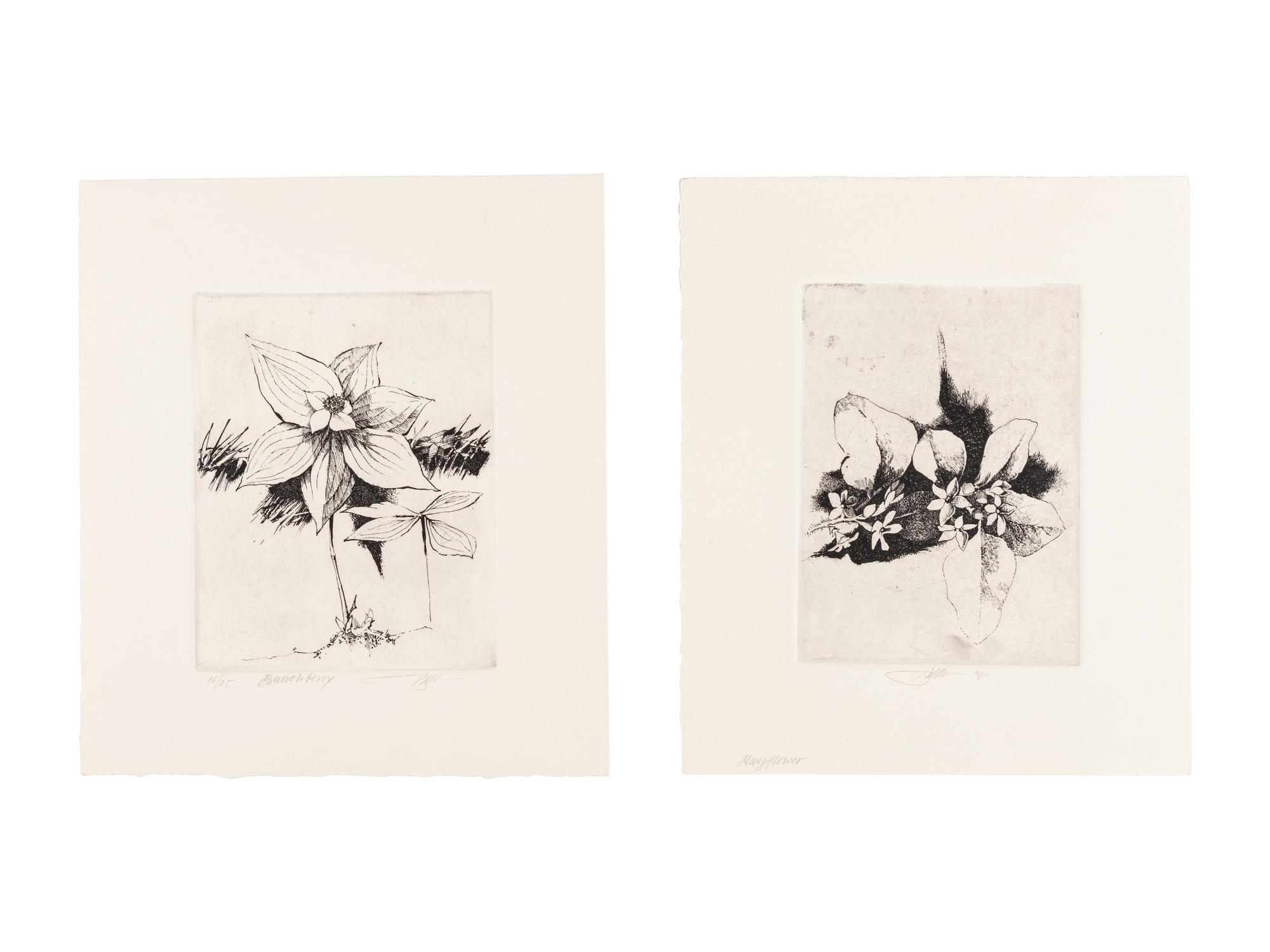 MOSER, Barry. Mayflower. [ca 1979]. 269 x 230 mm. Etching. Captioned and signed in pencil, designated artist’s proof (“ap”). — Bunchberry. [ca 1979]. 269 x 237 mm. Etching. Captioned and signed in pencil, numbered 16/25.