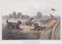 Henry ALKEN, after - I. CLARK, engraver Image 7 1/2 x 11 1/2 inches. — Spaniels - Water Spaniels