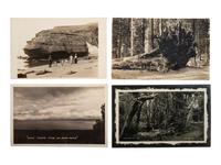 [CALIFORNIA]. 90+ RPPCs and photographs of California wilderness, incl. Yosemite and Redwoods.