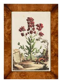 A Set of Four Hand Colored Botanical Engravings