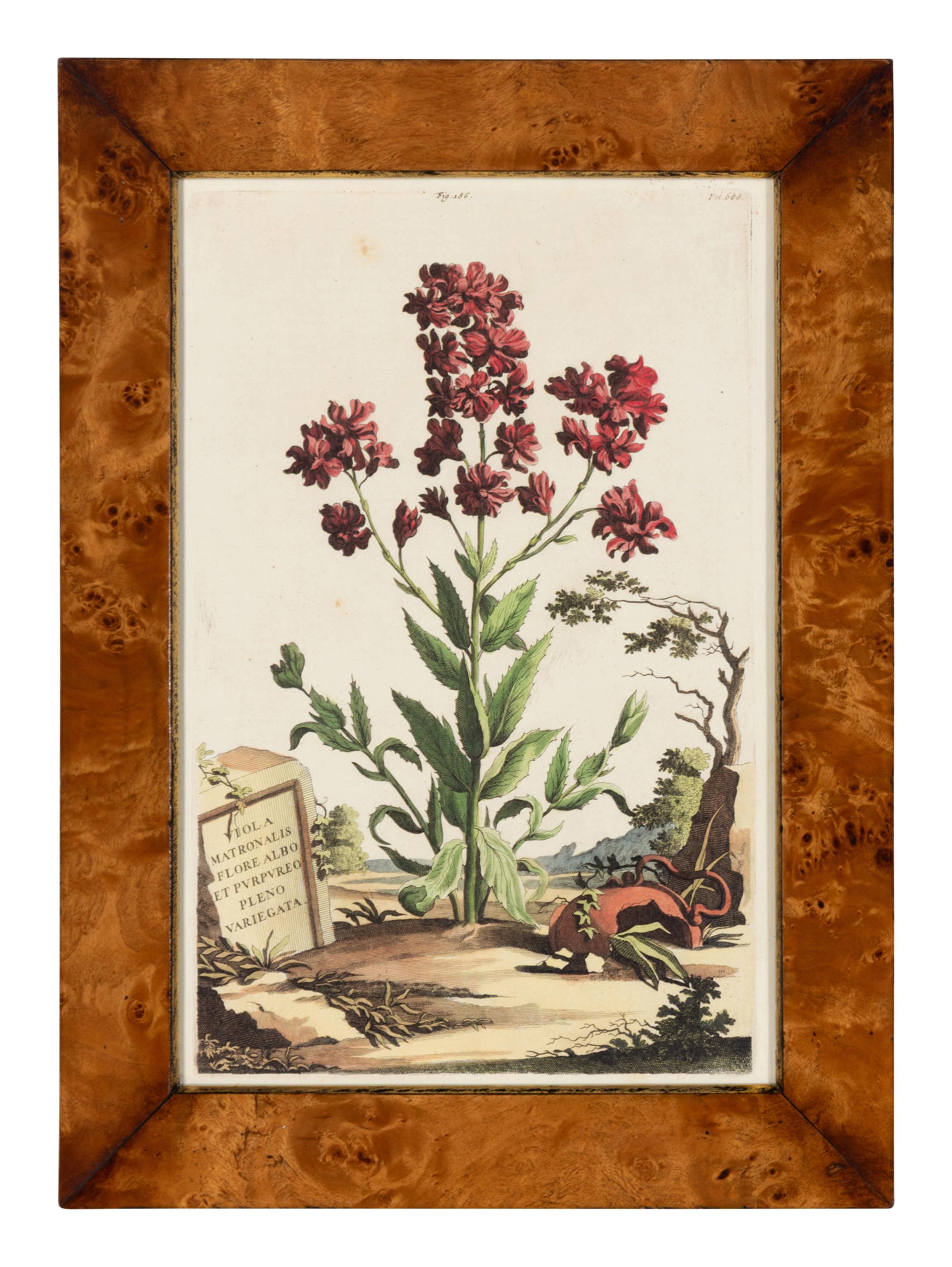 A Set of Four Hand Colored Botanical Engravings