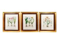 A Set of Nine Hand-Colored Botanicals After Basilius Besler — (German, 1561–1629)