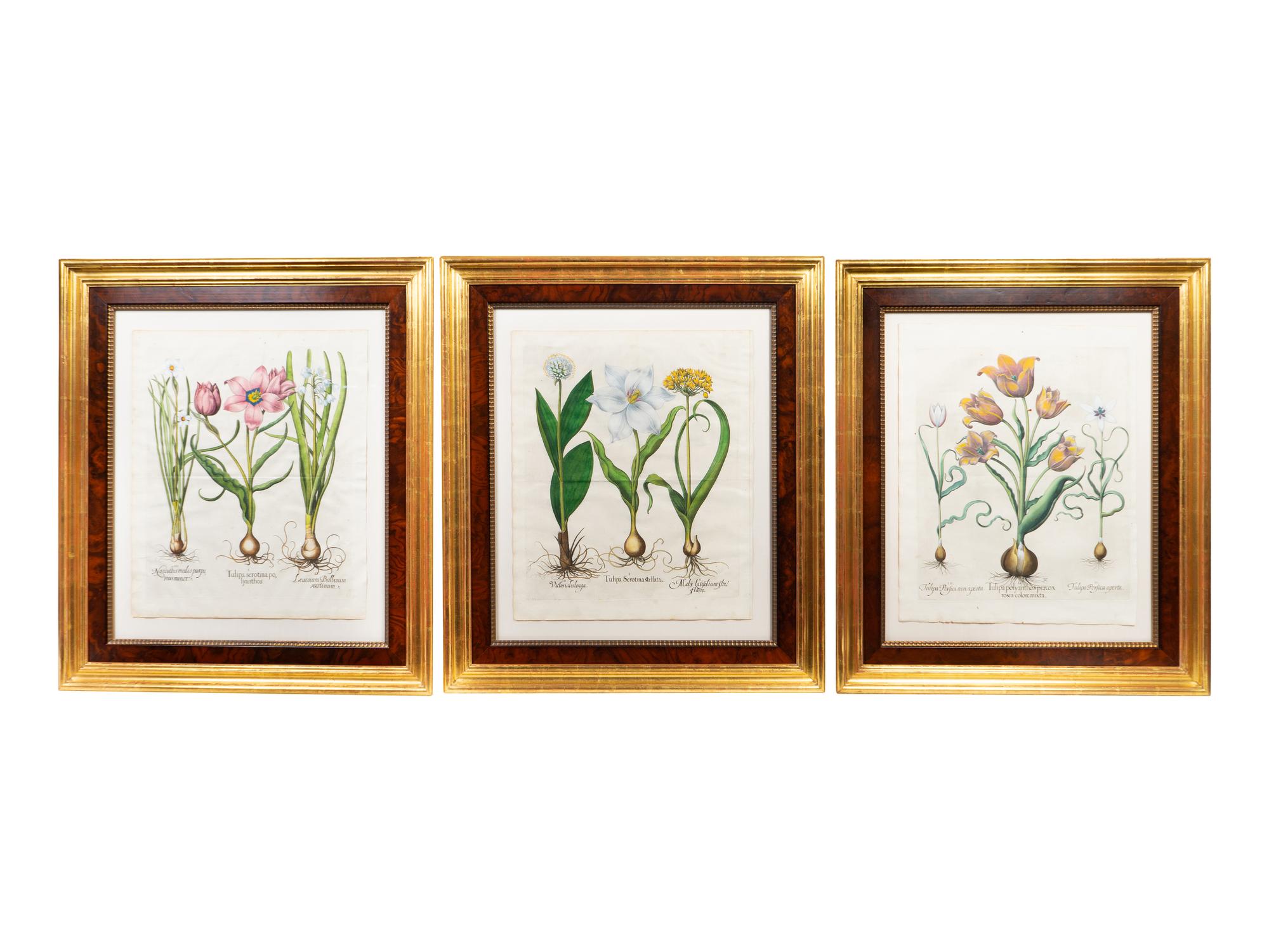 A Set of Nine Hand-Colored Botanicals After Basilius Besler — (German, 1561–1629)