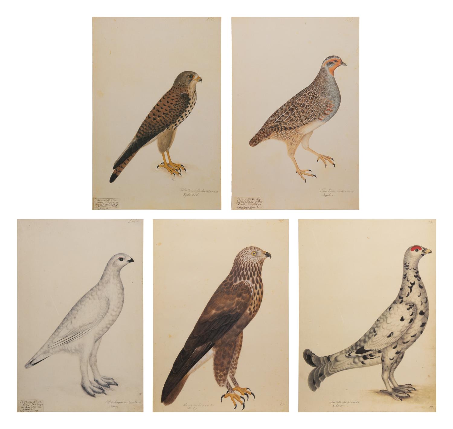 A Set of Five Modern Facsimiles of Engravings Depicting Birds of Prey