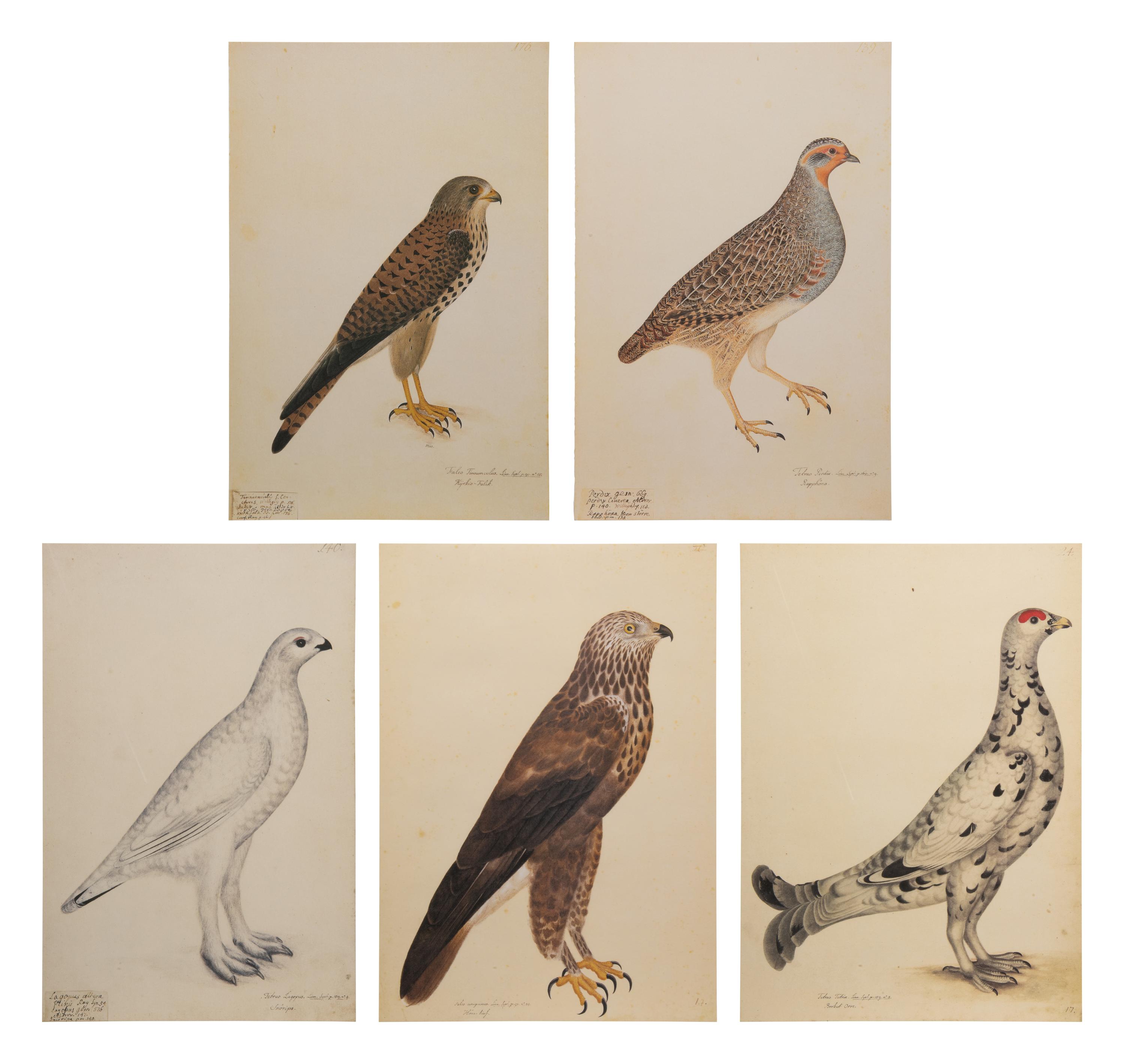 A Set of Five Modern Facsimiles of Engravings Depicting Birds of Prey