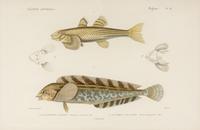A Set of Eight Hand-Colored Fish Engravings