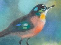 Robin