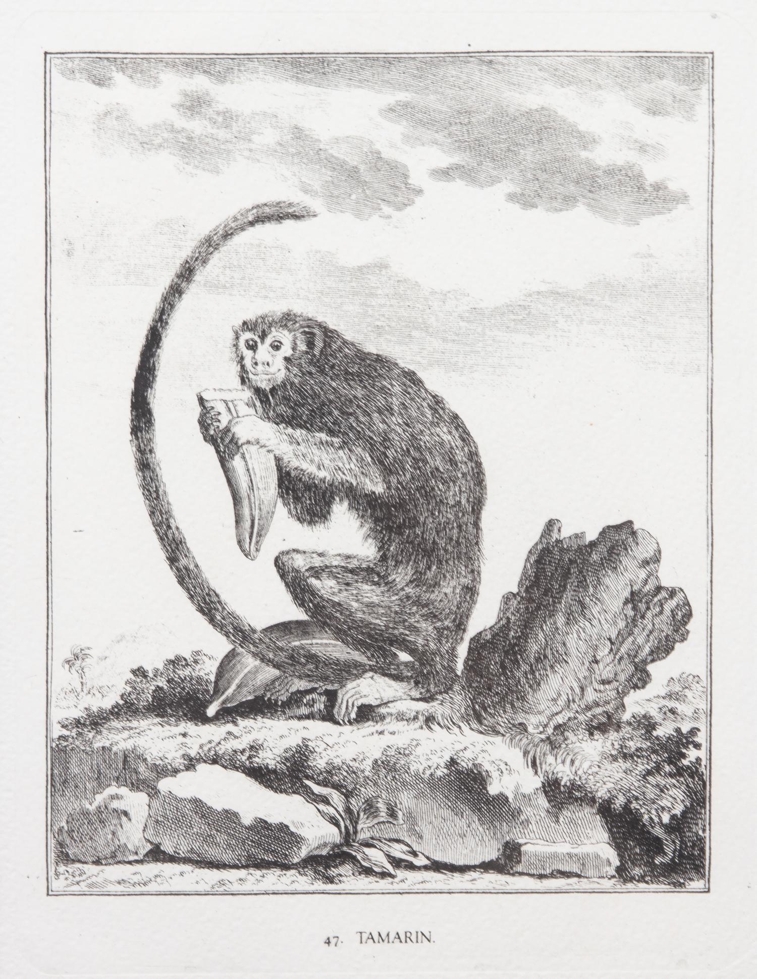 A Collection of Twenty Framed Black & White Animal Prints Framed size 21 3/4 x 19 1/2 inches. — 20TH CENTURY
