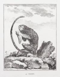 A Collection of Twenty Framed Black & White Animal Prints Framed size 21 3/4 x 19 1/2 inches. — 20TH CENTURY