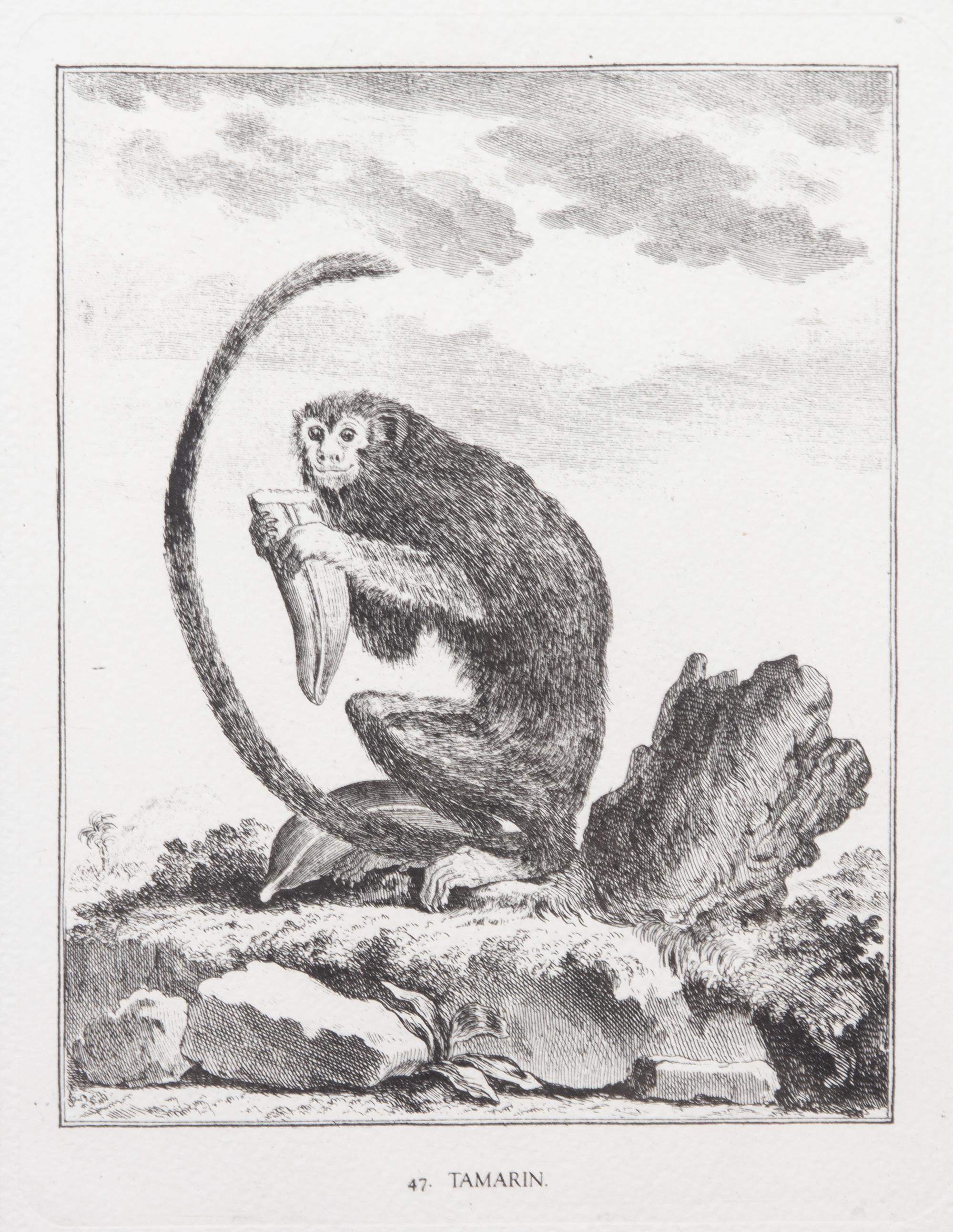 A Collection of Twenty Framed Black & White Animal Prints Framed size 21 3/4 x 19 1/2 inches. — 20TH CENTURY