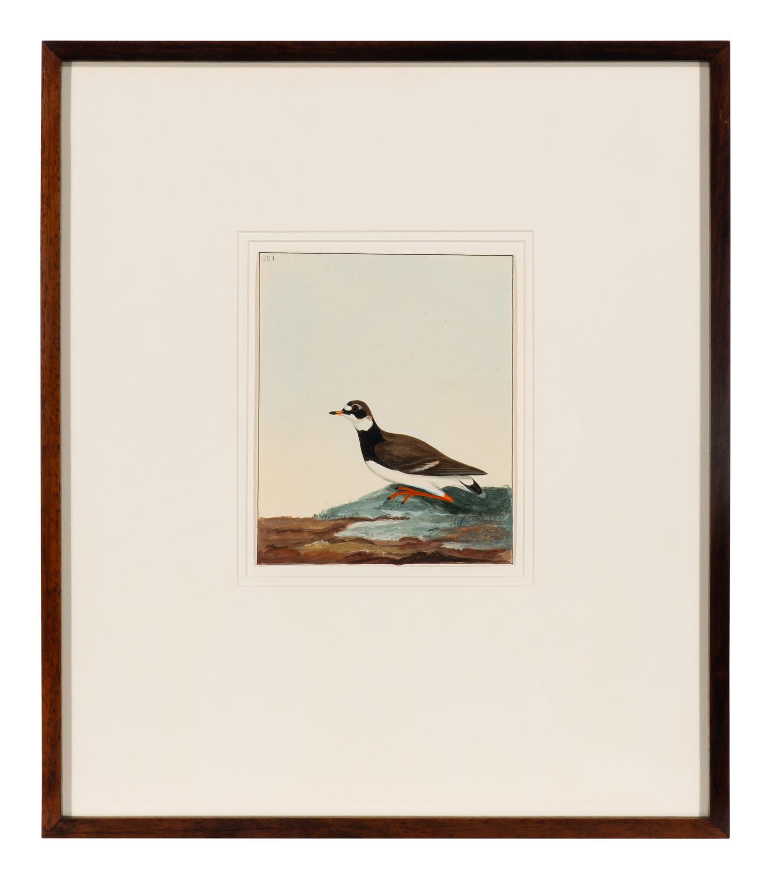 Six Bird Portraits
