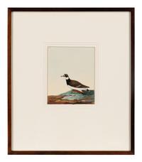 Six Bird Portraits