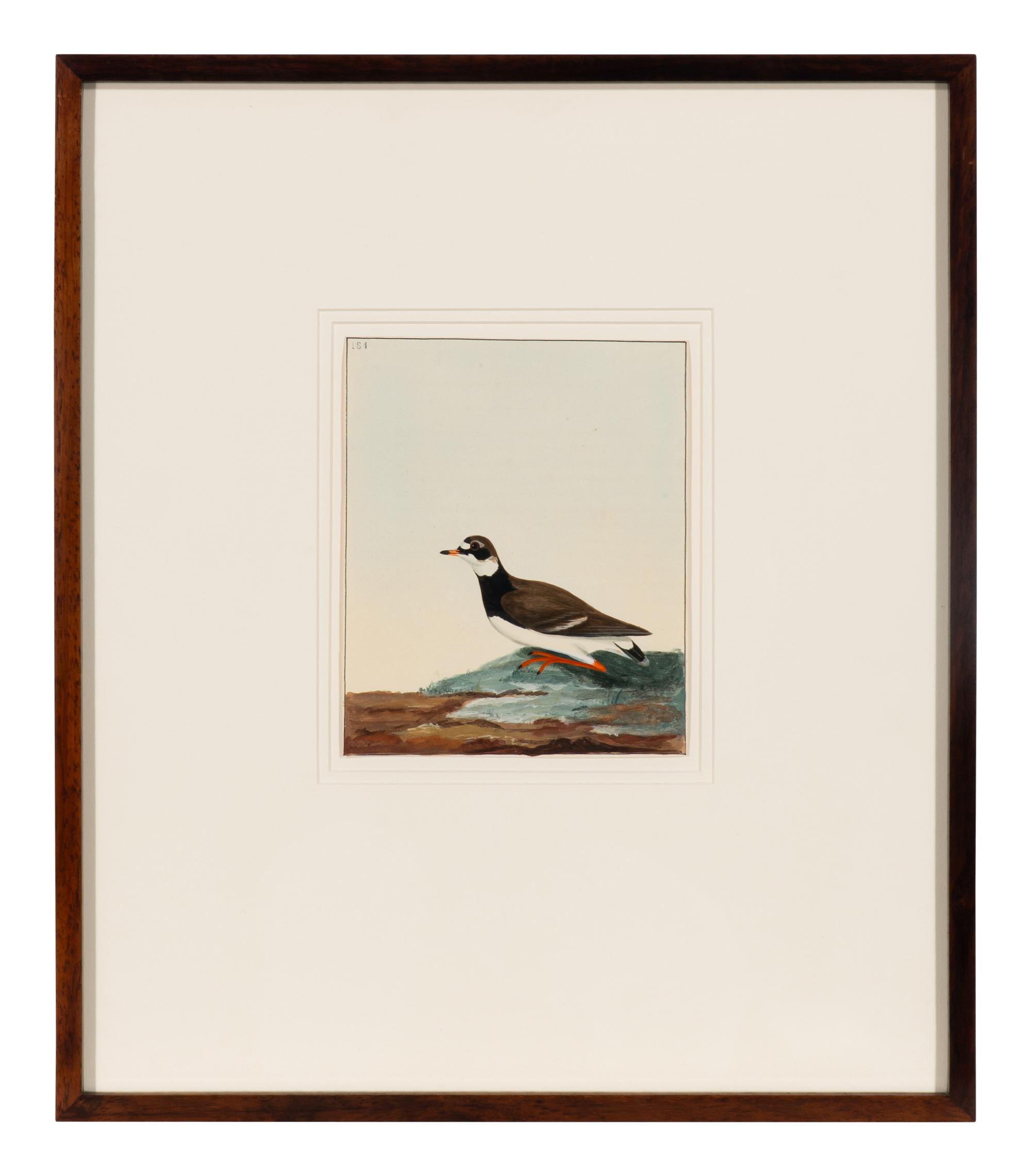 Six Bird Portraits